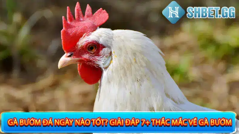 Gà Bướm Đá Ngày Nào Tốt? Giải Đáp 7+ Thắc Mắc Về Gà Bướm