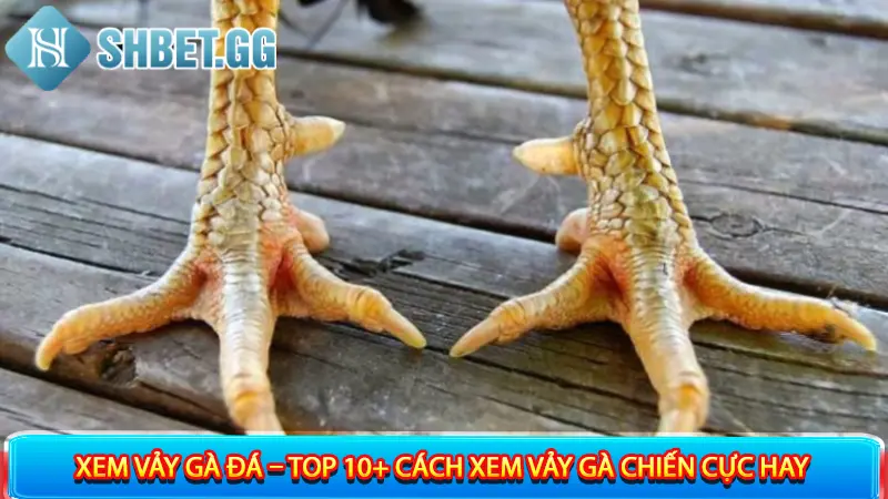 Xem Vảy Gà Đá – Top 10+ Cách Xem Vảy Gà Chiến Cực Hay 