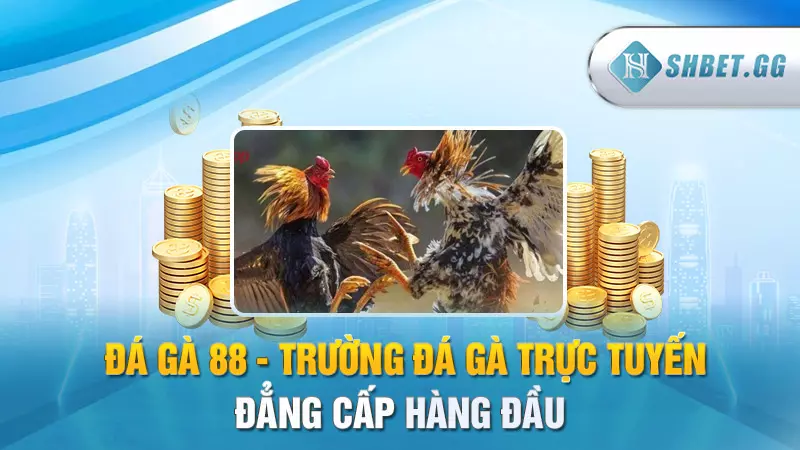 Đá Gà 88 - Trường đá gà trực tuyến đẳng cấp hàng đầu