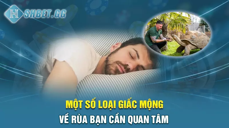 Một số loại giấc mộng về rùa bạn cần quan tâm