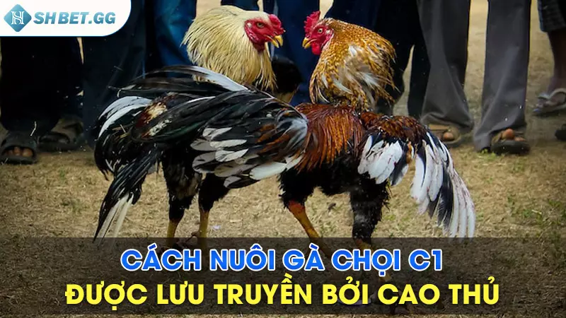 Cách nuôi gà chọi C1 được lưu truyền bởi cao thủ