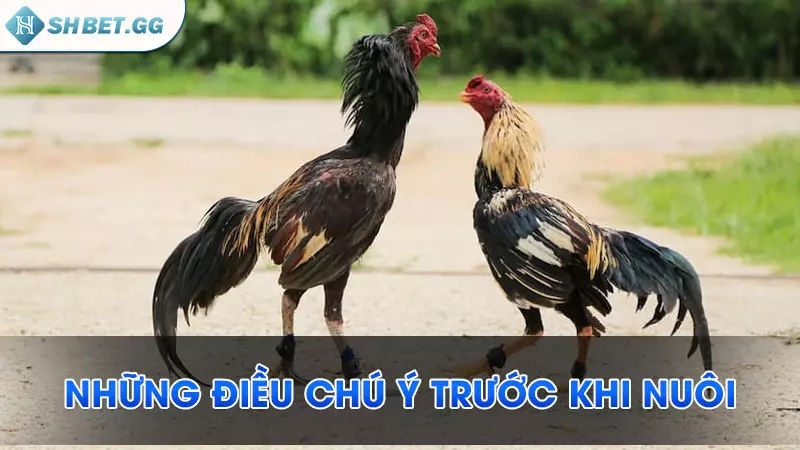 Những điều chú ý trước khi nuôi