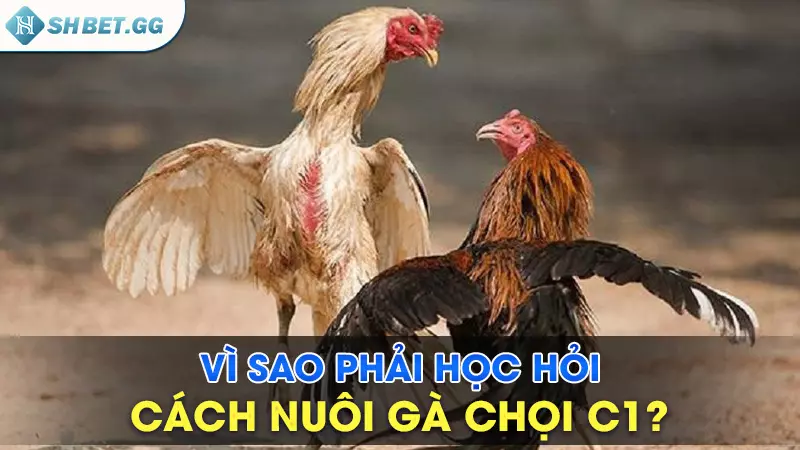 Vì sao phải học hỏi cách nuôi gà chọi C1?